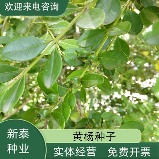 沭阳县林木种子 瓜子黄杨种子 小叶黄杨种籽 山黄杨万年青 豆板黄杨