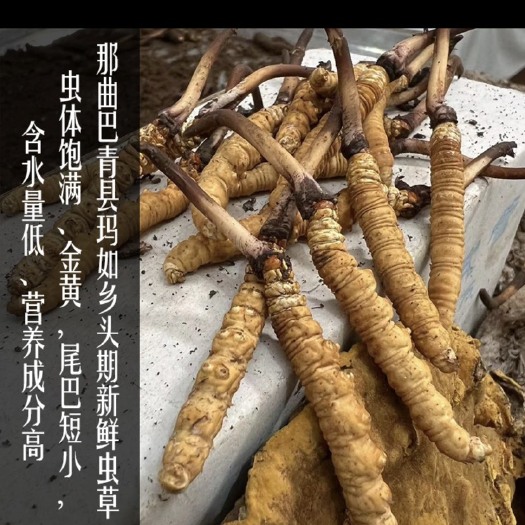 巴青县西藏那曲虫草