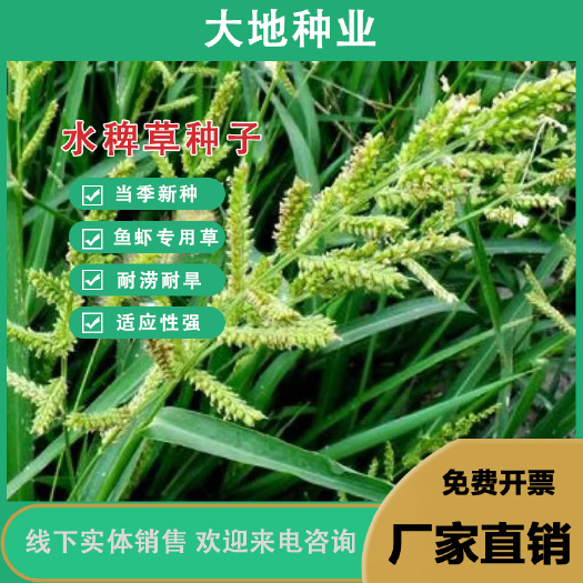 水稗草种子小米草种子草子养殖水草耐水淹耐旱湖南养殖鱼虾蟹牧草