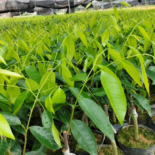 茂名沉香奇楠苗