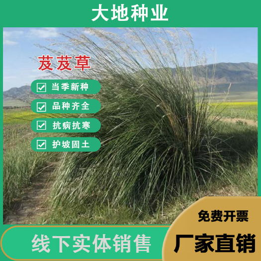 灌云县芨芨草种子，芨芨草优质牧草种子水草绿化种子耐旱防风固沙草种子
