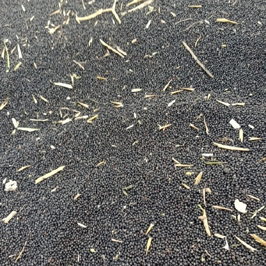 蕲春县油菜籽