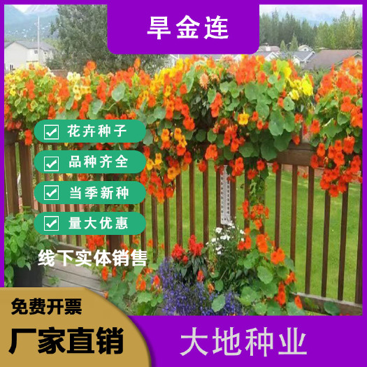 旱金莲种子，盘旋鸟旱荷花籽四季开花易种爬藤攀爬花卉种子批发