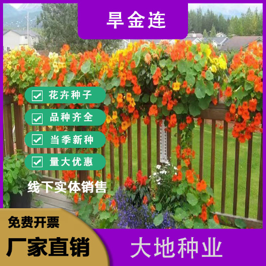 灌云县旱金莲种子，盘旋鸟旱荷花籽四季开花易种爬藤攀爬花卉种子批发
