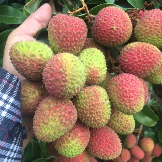 阳西县荔枝
