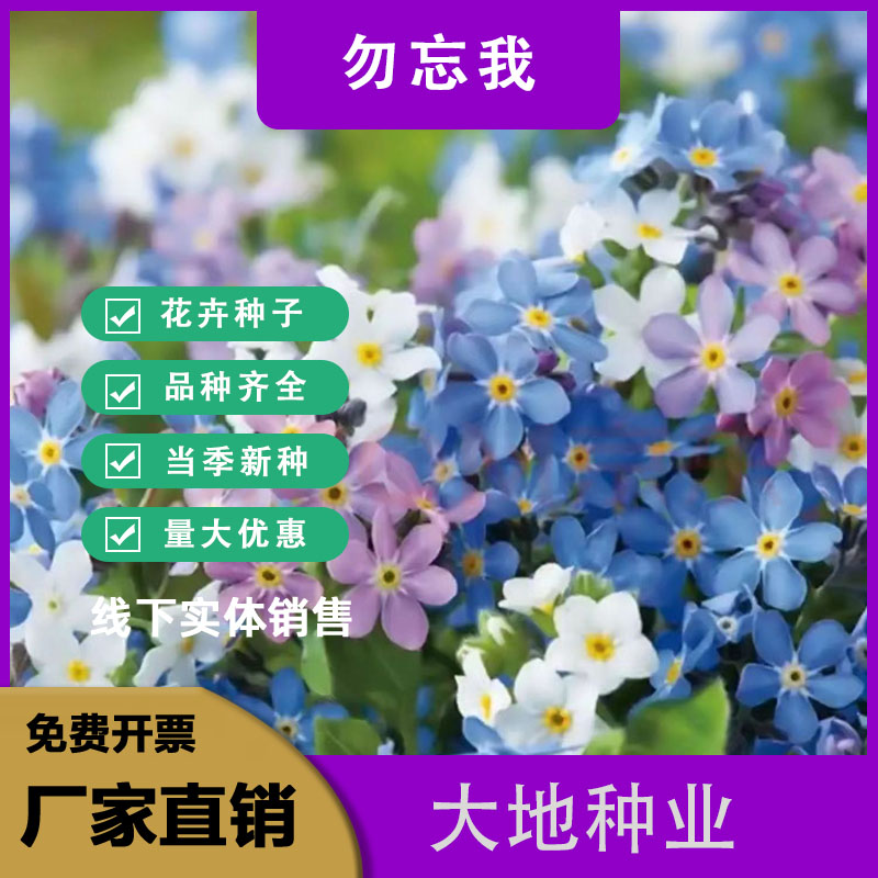 灌云县勿忘我种子，粉色蓝色花种子多年生勿忘草盆栽耐寒易活种种子