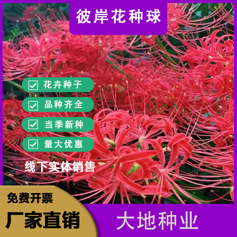 灌云县彼岸花四季开花陀罗花盆栽石蒜花植物室内外阳台花卉绿植好养的花