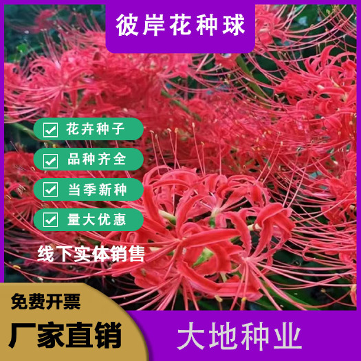 彼岸花四季开花陀罗花盆栽石蒜花植物室内外阳台花卉绿植好养的花