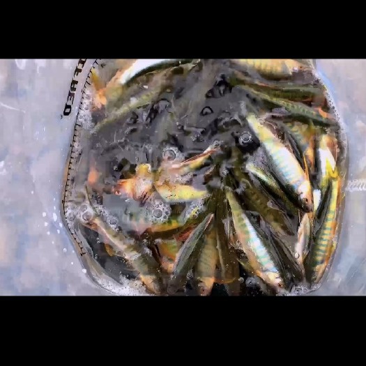 都江堰市马口鱼桃花鱼宽鳍鱲 白条鱼 都是的 需要的老板联系