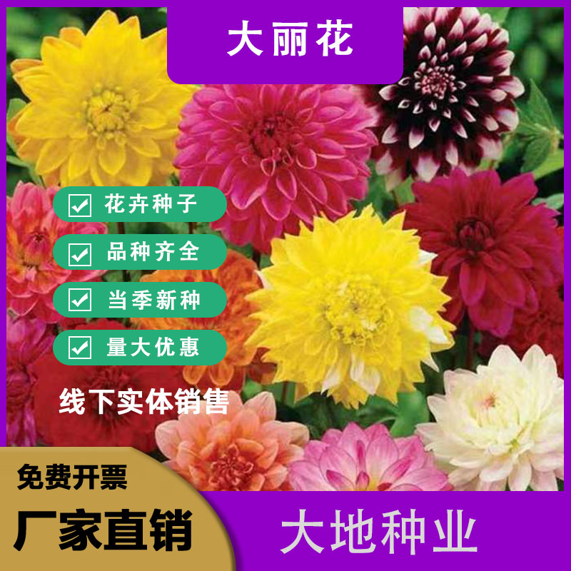 灌云县大丽花种子，大丽花花卉种子阳台庭院景观绿化种子批发
