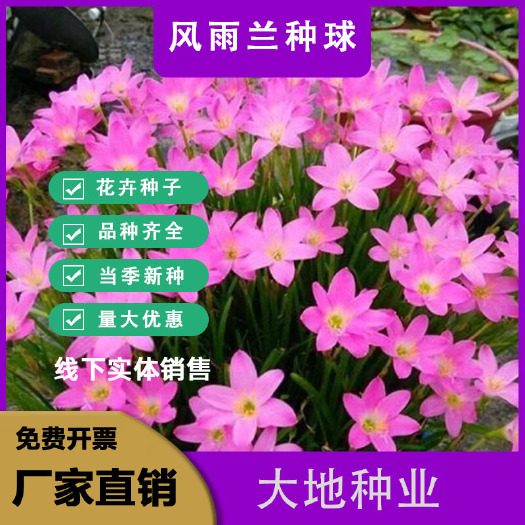 灌云县风雨兰种球，重瓣韭兰葱兰花苗石蒜庭院花坛四季花卉绿植盆栽种子