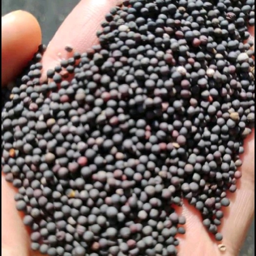 阜城县大量油菜籽收售