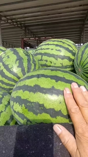 精品甜王西瓜，需要的联系