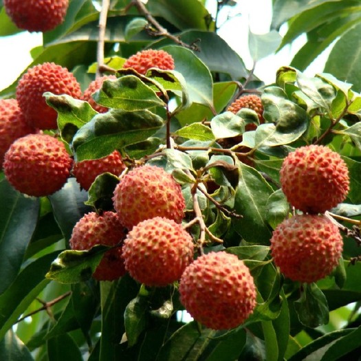 深圳深圳南山区荔枝