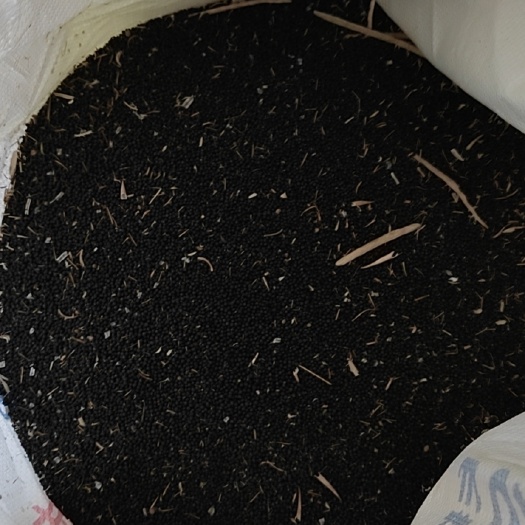 南通油菜籽，毛籽，新品上市有需要的老板请联系我