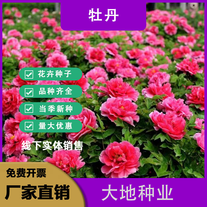 灌云县牡丹花苗大花盆栽花卉耐寒易活富贵花王四季开花重瓣牡丹