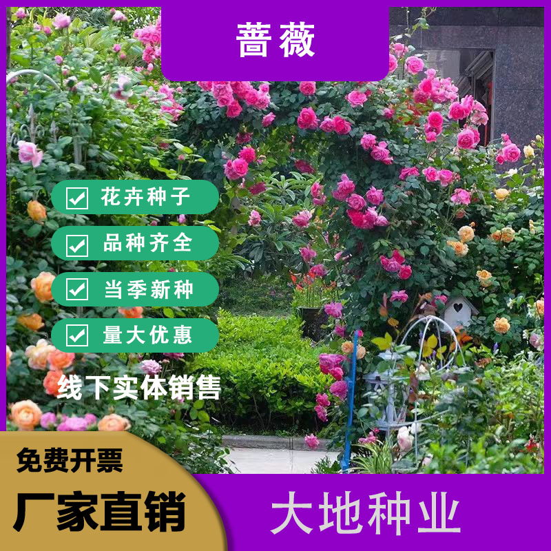 灌云县爬藤重瓣蔷薇花种子四季开花庭院阳台盆栽爬藤植物玫瑰月季花种子