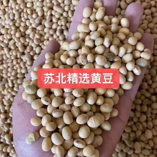 涡阳县豆腐豆 腐竹黄豆 油炸豆腐黄豆应有尽有 高量 高品质