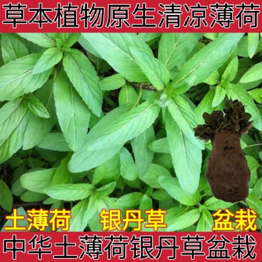 草本中华土薄荷银丹草中药材盆栽驱蚊清香清凉薄荷室内四季可入药