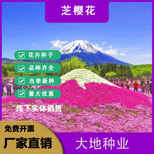 芝樱花籽，芝樱花种子，福禄考花籽室外北方阳台见土就活花种