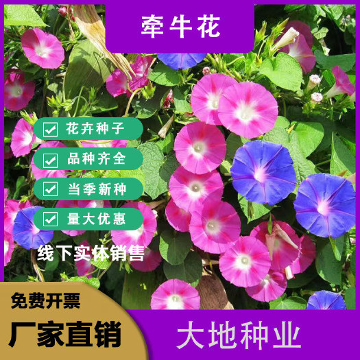 爬藤大牵牛花种子，喇叭花种子，喇叭花一年四季爬藤花卉四季庭