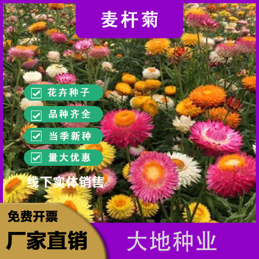 灌云县麦秆菊种子四季播菊花种子春季种蜡菊阳台庭院盆栽观赏花卉易种植