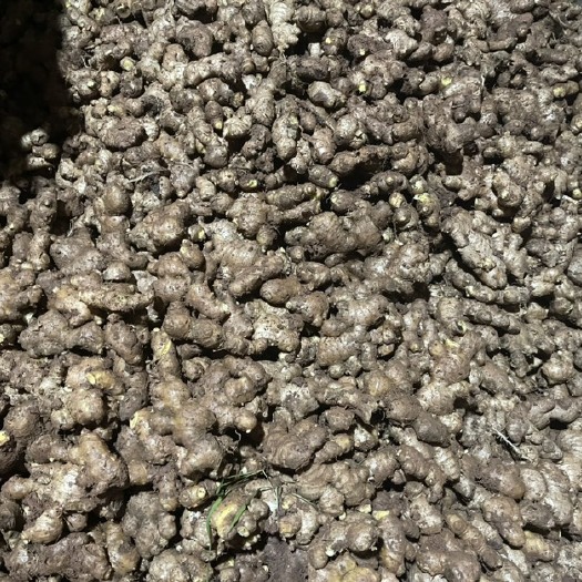 威远县仔姜老姜大量出售、量大从优、可实地参观