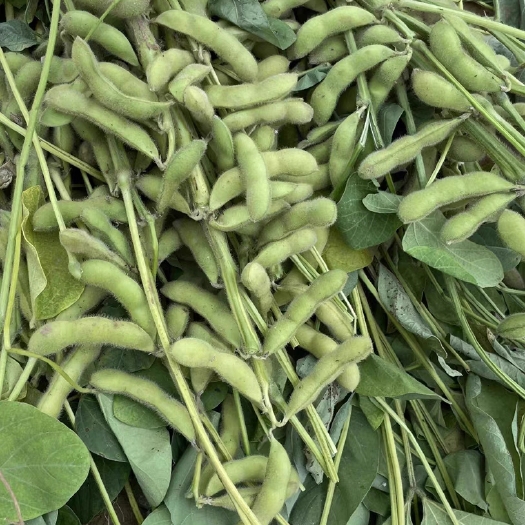 连云港台雄9号毛豆子