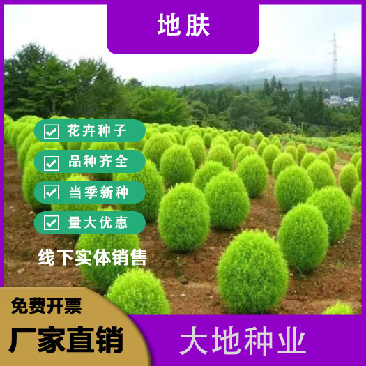 灌云县地肤种子 绿叶地肤 红叶地肤种子 扫帚菜 孔雀松 观赏花卉草