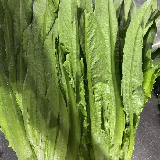 佛山油麦菜