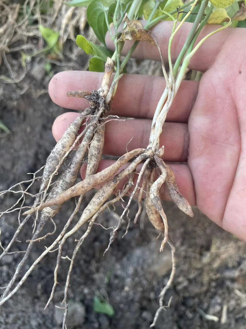 百部苗  红花百部 种苗药苗中药材教授种植￼加工 回收