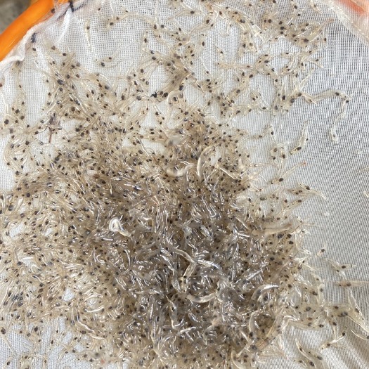 长沙对虾苗 南美白对虾苗 一代苗支持货到付款