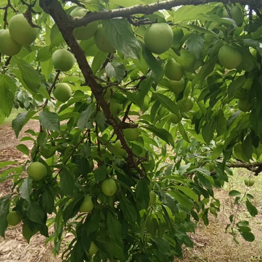 随县大熟早生李子