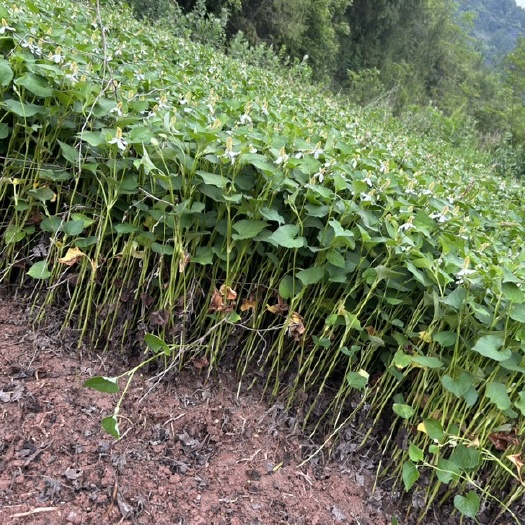 巫山鱼腥草，折耳根，苗子出售