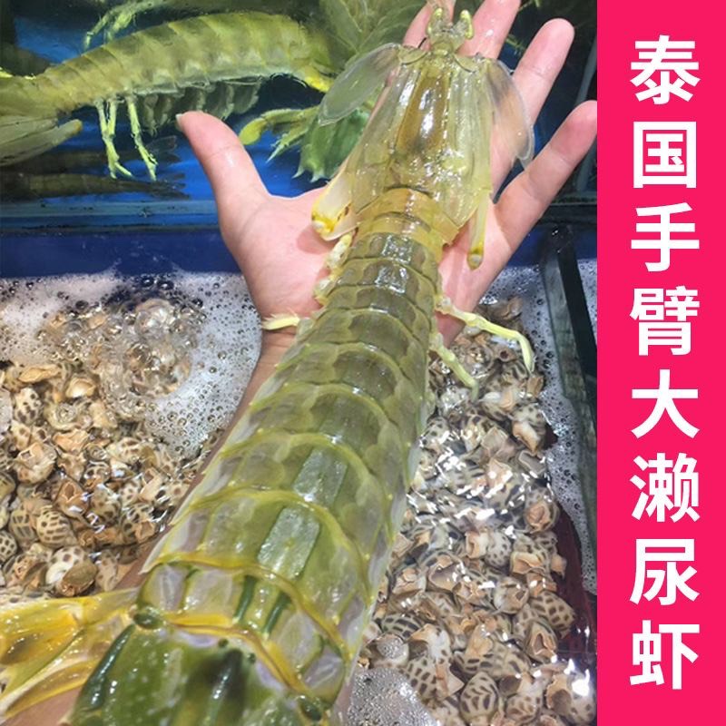 广州【熟冻】泰国皮皮虾