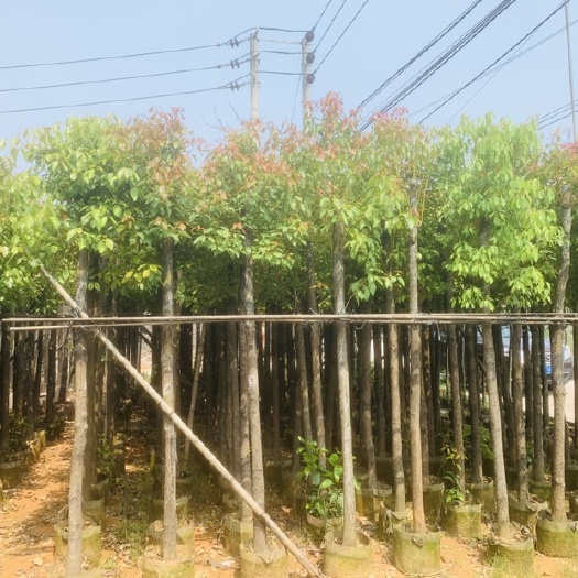 普宁市各种规格香樟