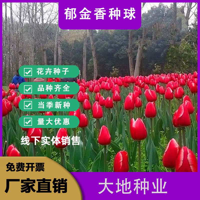 灌云县郁金香种子 【荷兰郁金香】郁金香种球，四季种植水培土培花卉大