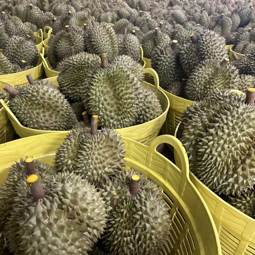 昆明泰国东部南部榴莲加工厂欢迎各位老板交流沟通
