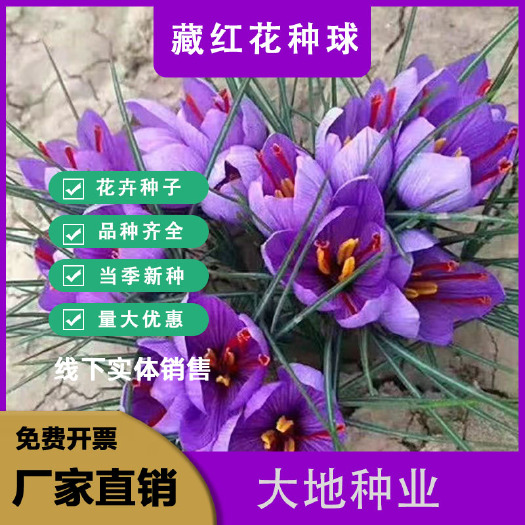 灌云县藏红花种球，盆栽药用番红花耐寒耐旱花卉西红花苗球根养不死植物