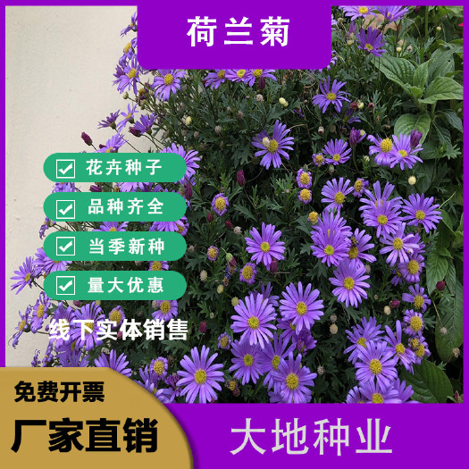 荷兰菊种子，多年生花卉种子，阳台庭院景观绿化花卉种子批发种