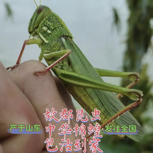 莒县登倒山蚂蚱种苗