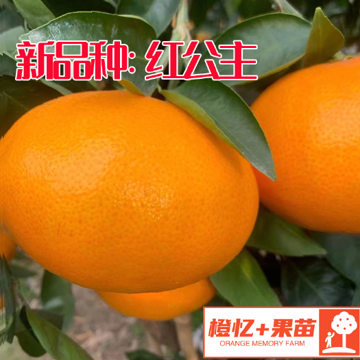 红公主柑橘苗（爱媛48号）晚熟新品种【批发+零售】