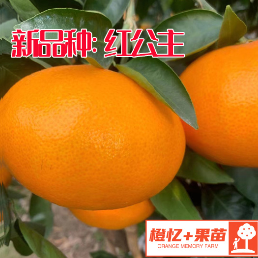 红公主柑橘苗(爱媛48号)晚熟新品种【批发+零售】
