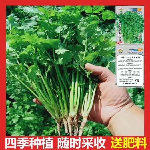 香菜籽大叶香菜种子大田种植老香菜香味浓配菜香菜种子