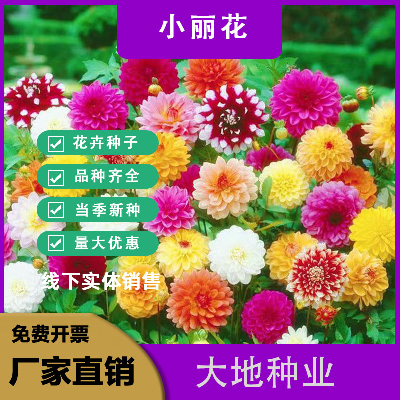 灌云县小丽花种子多年生室外观赏花卉阳台盆栽庭院绿化四季易种植物花籽