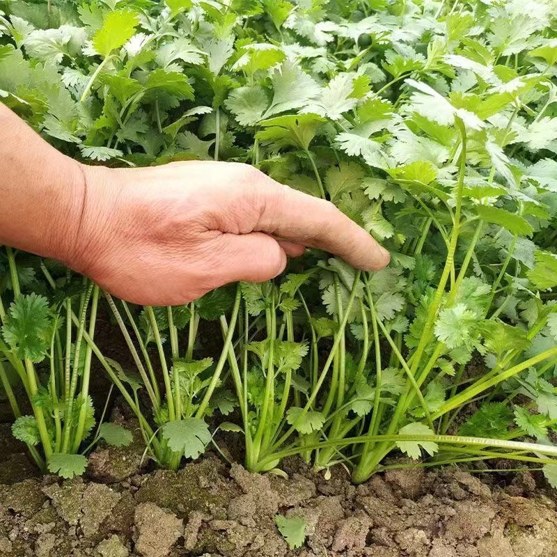 香菜籽大叶香菜种子大田种植老香菜香味浓配菜香菜种子