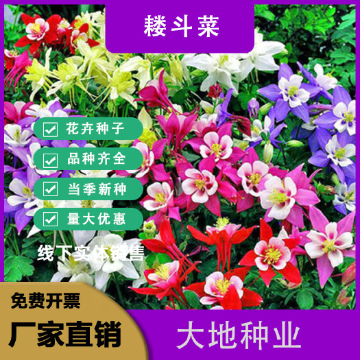 耧斗菜花苗多年生草本混色宿根易种庭院阳台盆栽花卉绿植