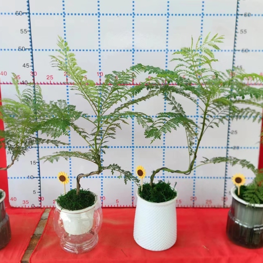 漳州蓝花楹 小盆景 福建漳州花卉种植基地 批量销售