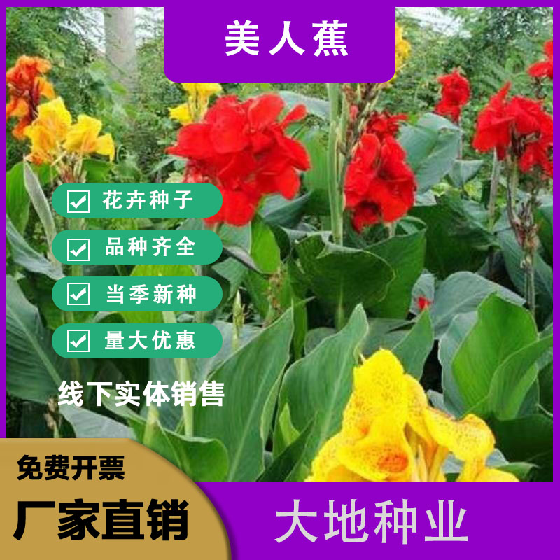 灌云县混色美人蕉种子四季秋播室内阳台盆栽易种多年生花卉种子花草籽