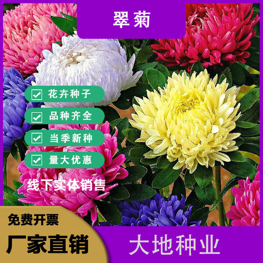 灌云县翠菊种子，大花好养的花种籽庭院花籽易活花种籽四季开花花卉种子